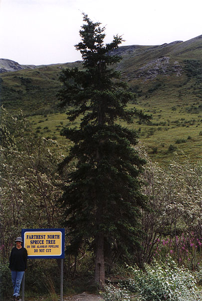 [The Northernmost Tree]
