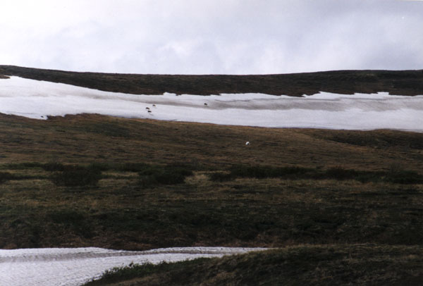 [Caribou on Snow]