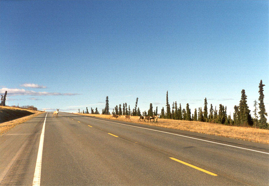 [Reindeer on Highway]