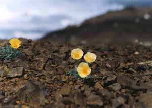 [Tundra flowers in rocks]