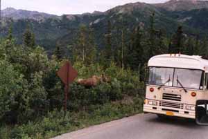 [A moose stopping traffic]